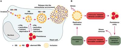 Chlamydia Persistence: A Survival Strategy to Evade Antimicrobial Effects in-vitro and in-vivo